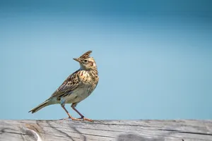 Larkon Wooden Beam Wallpaper