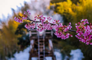 Latent Pink Flower Wallpaper