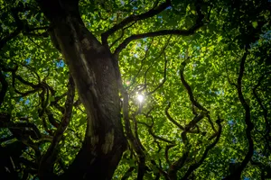 Latent Sunray Green Trees Wallpaper