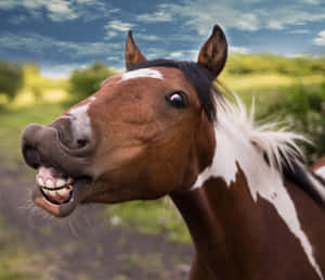 Laughing Horsein Nature.jpg Wallpaper