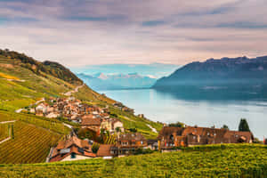 Lavaux Vineyard Terraces Lake Geneva Wallpaper