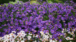 Lavender And White Flowers With Perennial Smell Wallpaper