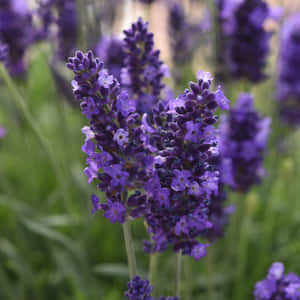 Lavender Blue - An Enchanting Haze Wallpaper