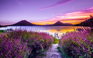 Lavender Farm Guatemala Wallpaper