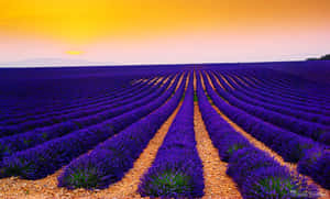 Lavender Field At Sunset Wallpaper