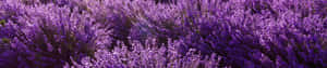 Lavender Field In The Sun Wallpaper