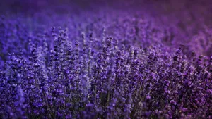 Lavender Field Purple Flower Clusters Wallpaper