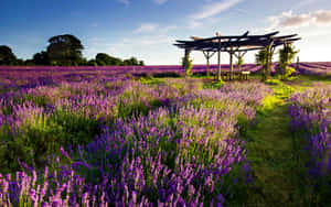 Lavender Field With A Wooden Gazebo Wallpaper