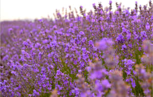 Lavender Field With Purple Flowers Wallpaper