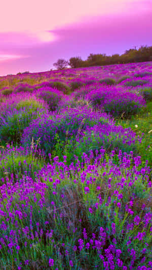 Lavender Fields Of Provence, France Wallpaper