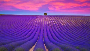 Lavender Fieldsat Sunset Wallpaper