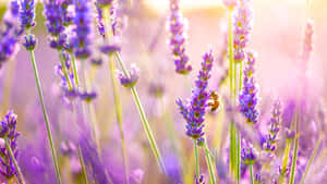 Lavender Flowers In The Sun Wallpaper