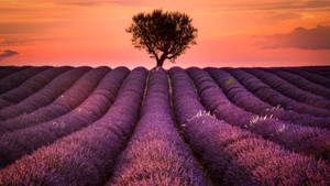 Lavender In Provence France Wallpaper