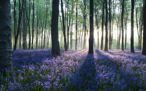 Lavender In Spring Forest Desktop Wallpaper