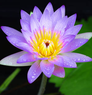 Lavender Lady Lotus Flower Wallpaper