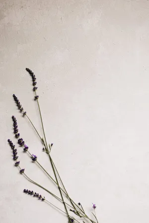 Lavender Plant Iphone 11 Pro 4k Wallpaper