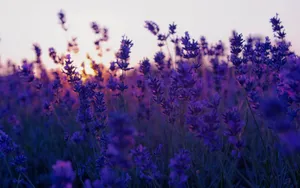 Lavender Purple Flower Field During Sunset Wallpaper