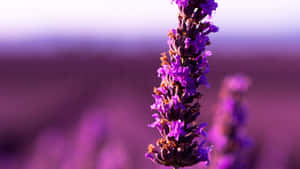 Lavender Purple Flower Macro Shot Wallpaper