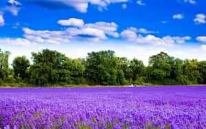 Lavender Purple Lilac Field Wallpaper