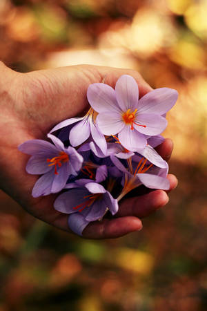 Lavender Spring Flowers Wallpaper