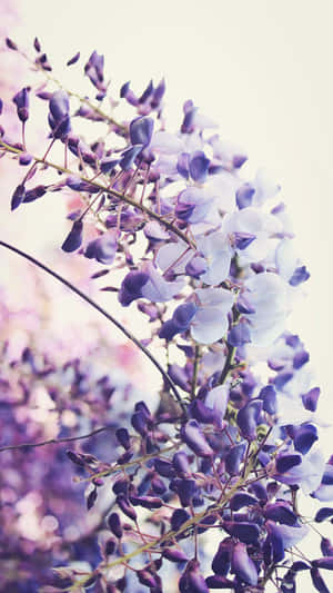 Lavender Wisteria Dreams Wallpaper