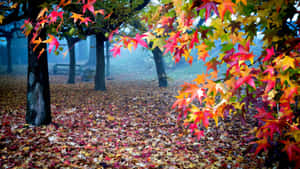 Lazy Afternoon In The Magical Autumn Woods Wallpaper