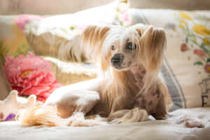 Lazy Dog Relaxing On A Sunny Afternoon Wallpaper