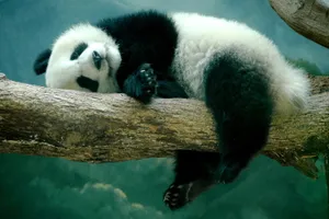 Lazy Panda On The Tree Laptop Wallpaper