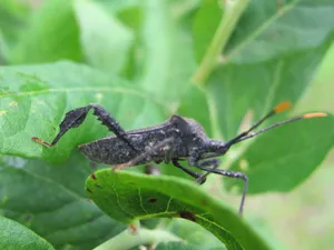 Leaf Footed Bug On Green Leaf Wallpaper
