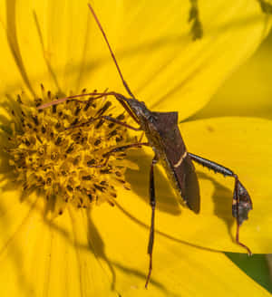 Leaf Footed Bug On Yellow Flower Wallpaper