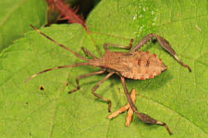 Leaf Footed Bugon Green Leaf Wallpaper