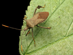 Leaf Footed Bugon Green Leaf Wallpaper