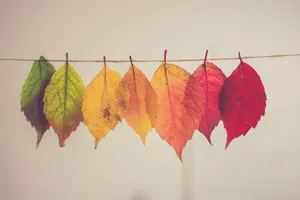 Leaf Life Evolution Vulnerable Wallpaper