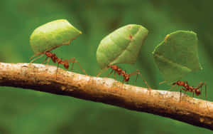 Leafcutter Antsin Action.jpg Wallpaper