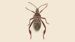 Leaffooted_ Bug_ Closeup.jpg Wallpaper