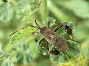 Leaffooted_ Bug_ Closeup.jpg Wallpaper