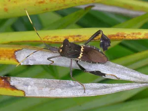 Leaffooted_ Bug_ On_ Plant_ Stem.jpg Wallpaper