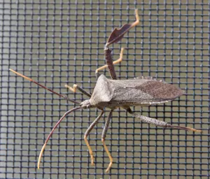 Leaffooted_ Bug_ On_ Screen Wallpaper