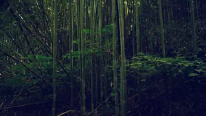 Leafy Bamboo Forest Wallpaper
