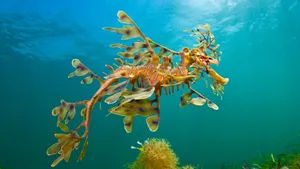 Leafy Sea Dragon Underwater Camouflage Wallpaper
