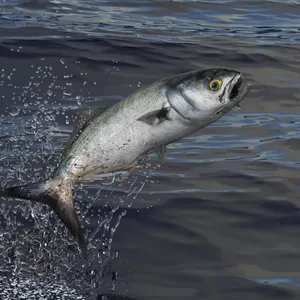 Leaping Bluefish Action Shot Wallpaper