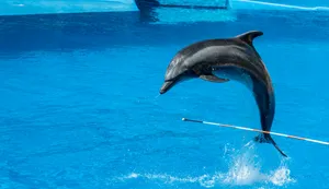 Leaping Dolphin Crystal Blue Water Wallpaper