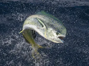 Leaping Dolphinfish Splash Wallpaper