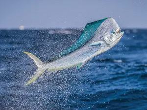 Leaping Dolphinfish Spray Wallpaper