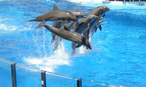 Leaping Dolphins Performance.jpg Wallpaper