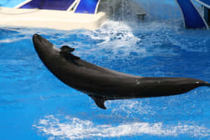 Leaping False Killer Whale Wallpaper