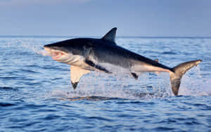 Leaping Mako Shark Wallpaper