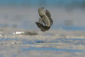 Leaping Mudskipper Moment Wallpaper