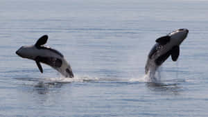 Leaping_ Orca_ Pair_ Ocean_ Display Wallpaper