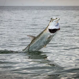 Leaping Tarpon Catching Fish Wallpaper